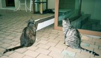 Des curieuses...